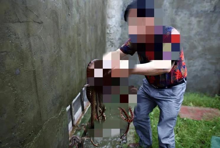 养1万条蛇一年的利润,养一万条蛇一年赚多少钱