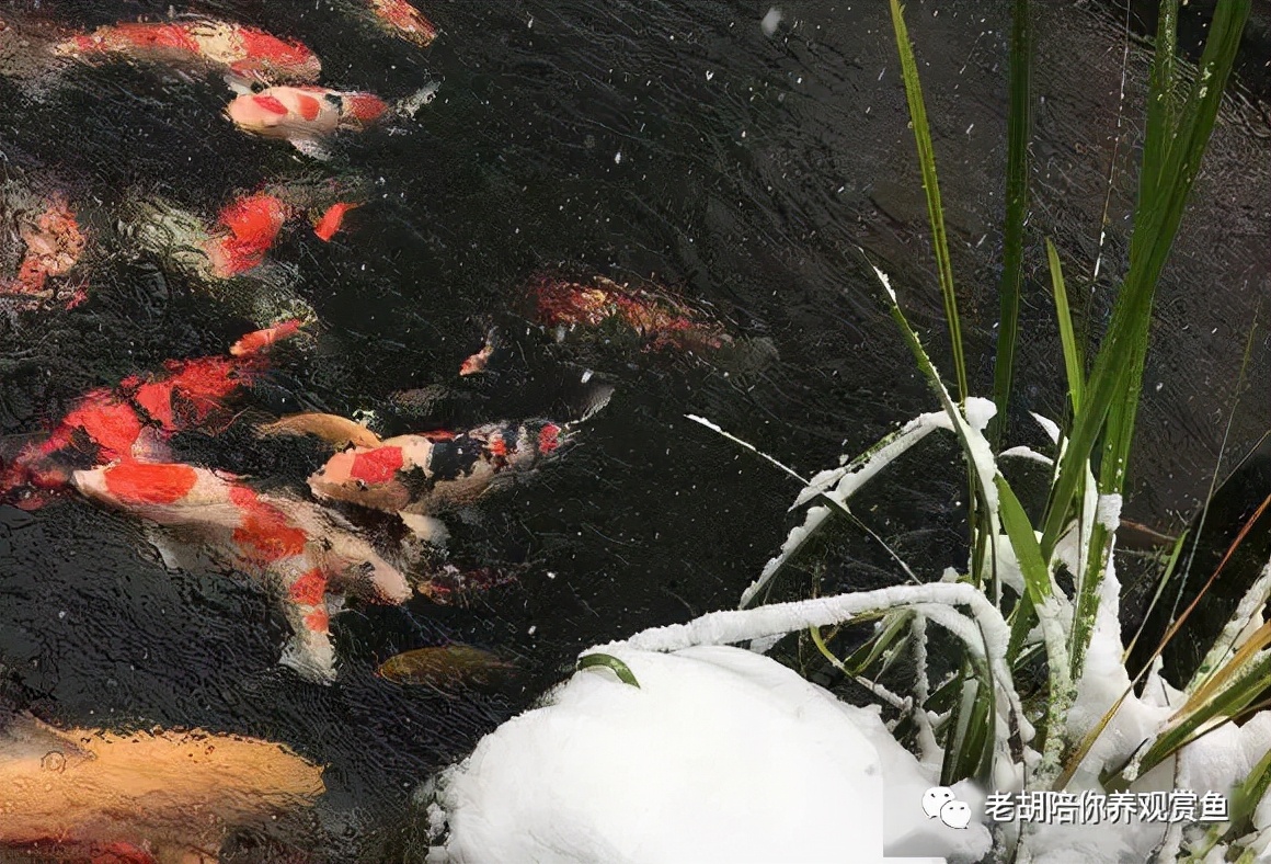 冬天观赏鱼入缸,观赏鱼冬天为什么老是死