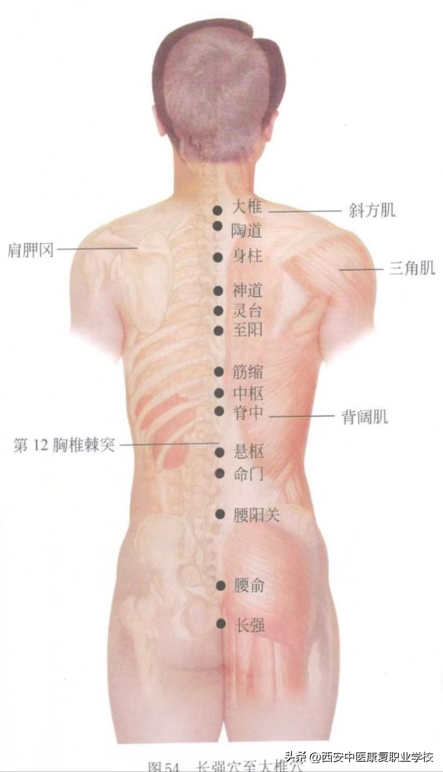 印堂属于督脉经穴吗,任脉督脉经穴汇总