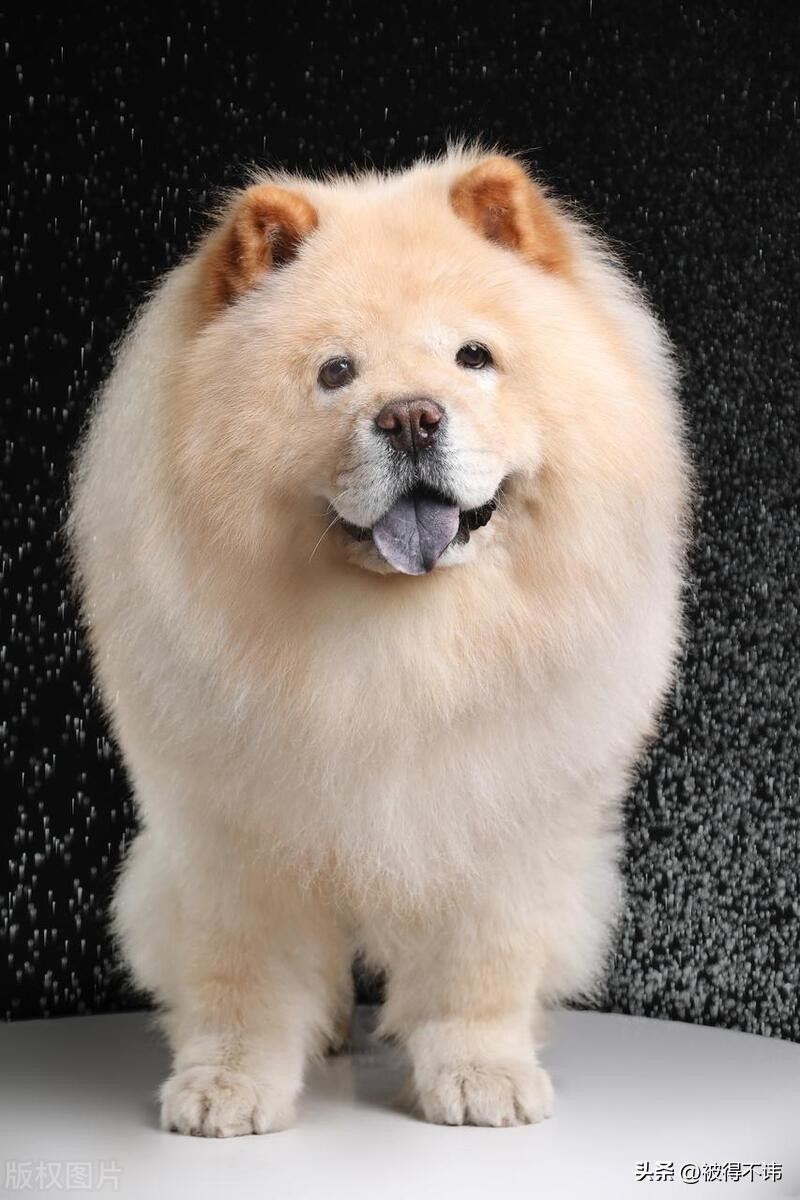 什么狗最好看最便宜最好养,世界上最强的十种狗