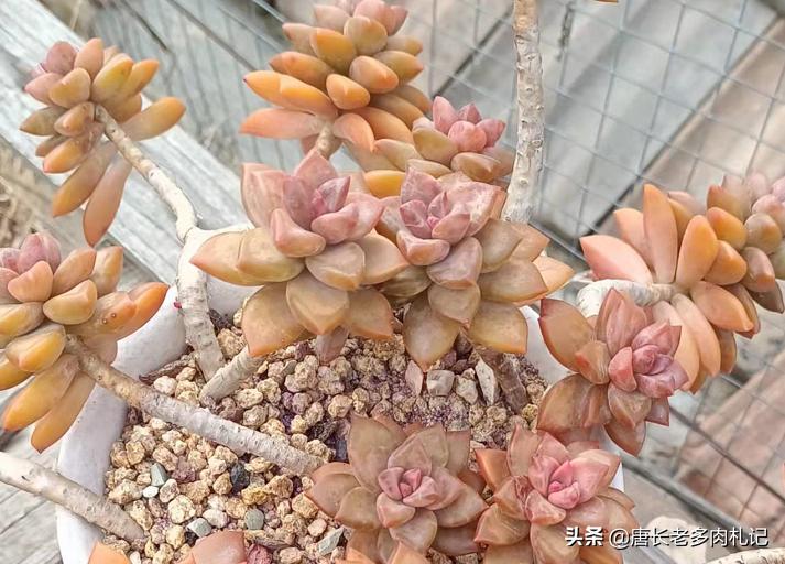 多肉丢在土里就行了吗,多肉遗弃大棚