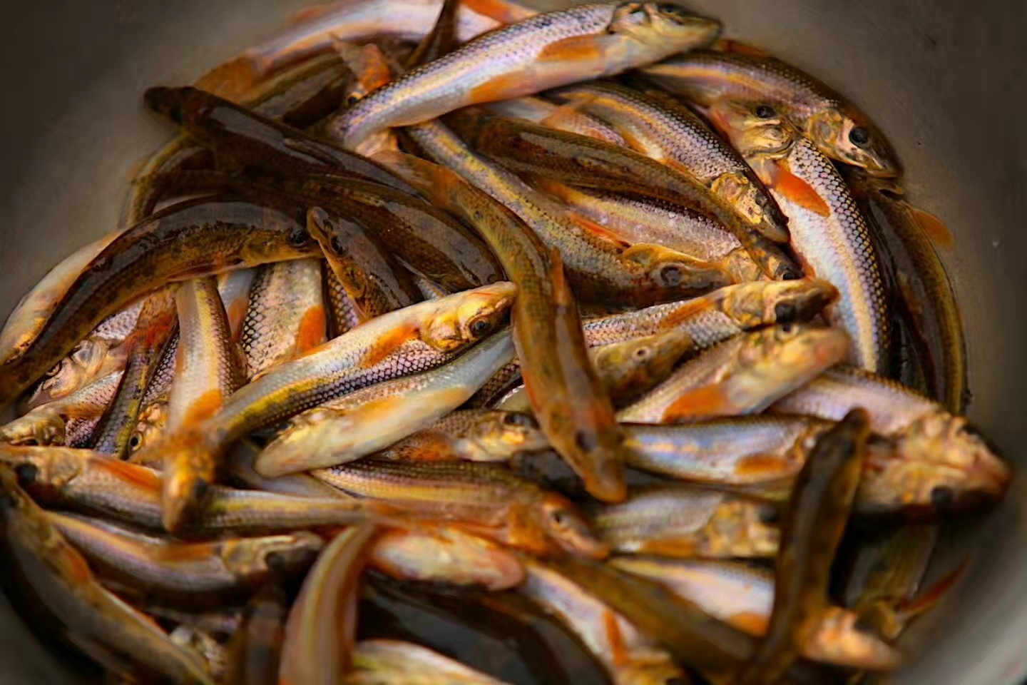 黑龙江鱼类大全名称,黑龙江十大出名鱼排名