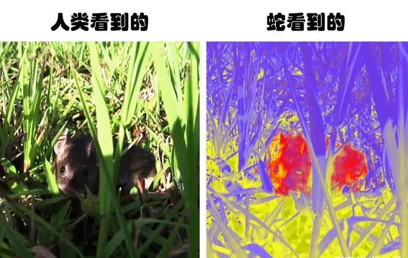 为什么猫不怕蛇专家终于说出真相,猫为啥敢抓蛇的原因有哪些