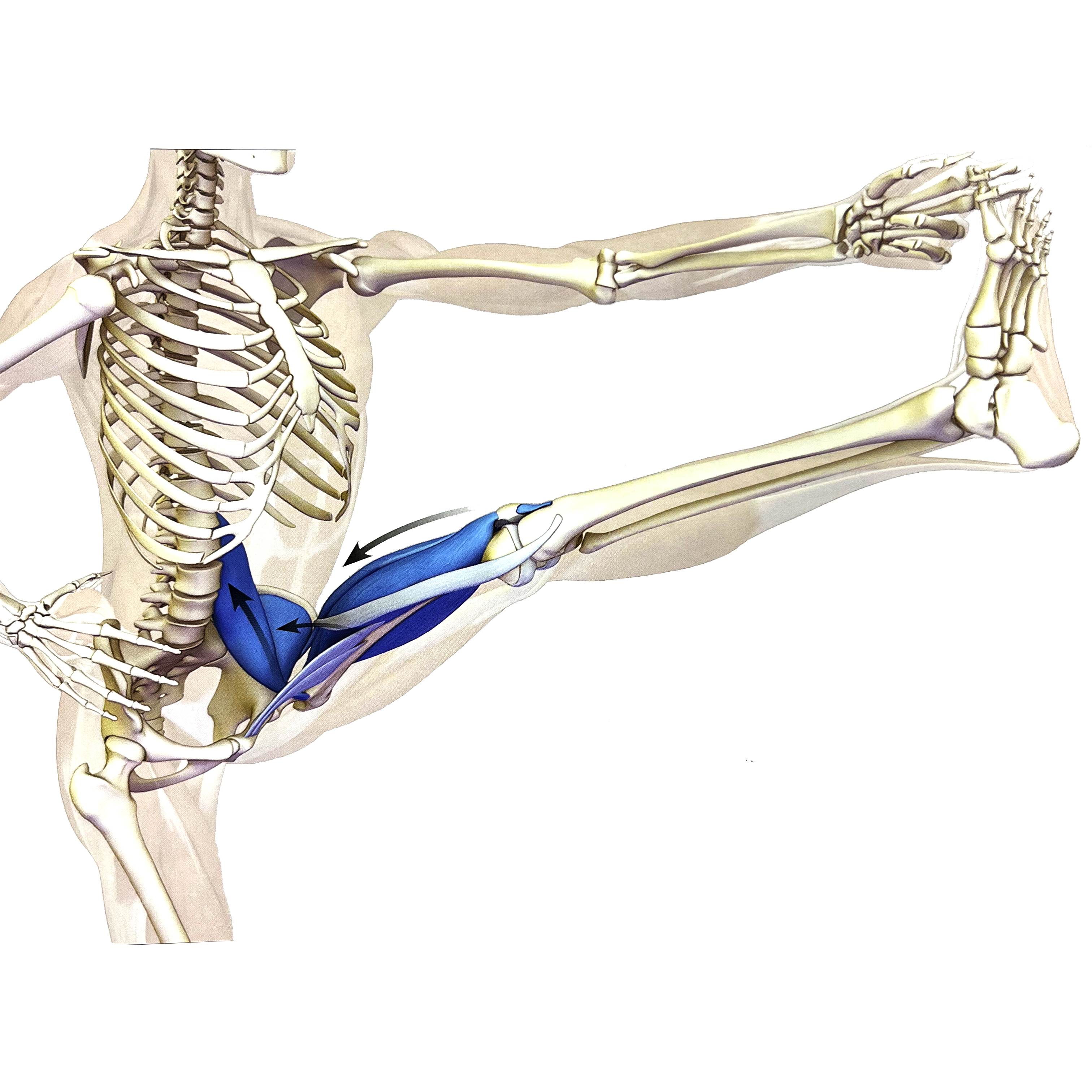 瑜伽站立蜻蜓式正确做法,瑜伽站立手抓脚趾式