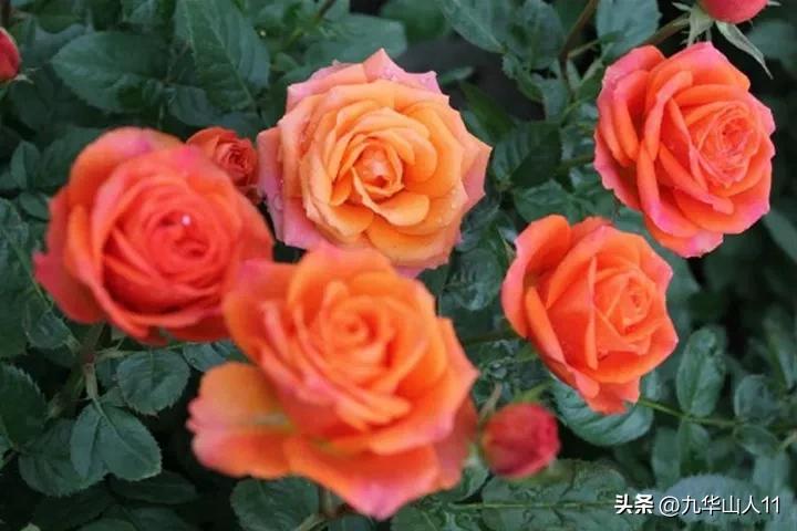 微型月季嫁接最佳品种,丰花微型月季品种有哪些