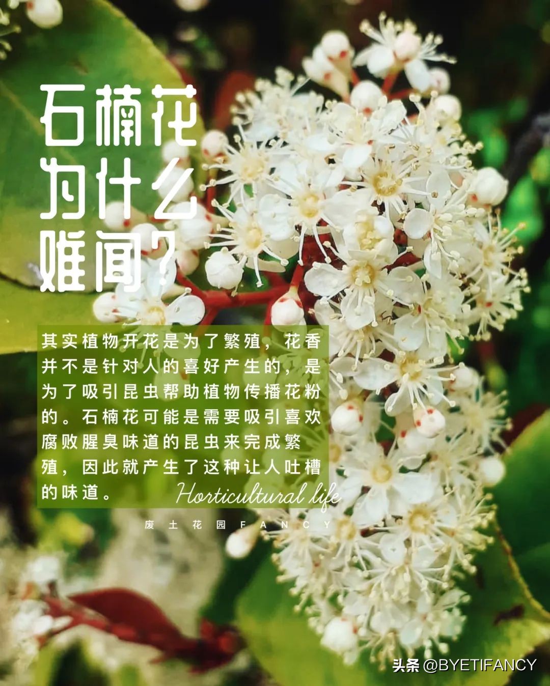 石楠花那么臭为什么要种,石楠花很臭为什么还要种