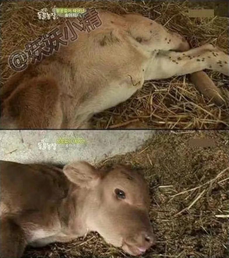 出生时没有肛门，有人却说要养他一辈子