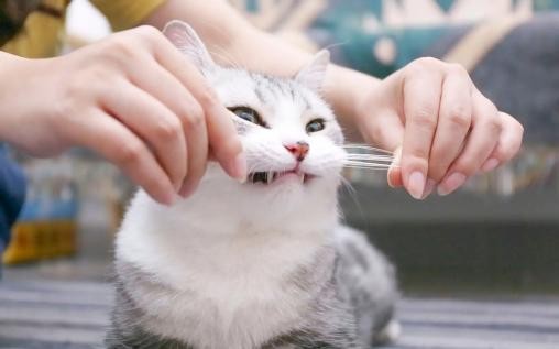 猫的胡须可以带来好运,猫咪胡子真的能带来好运吗