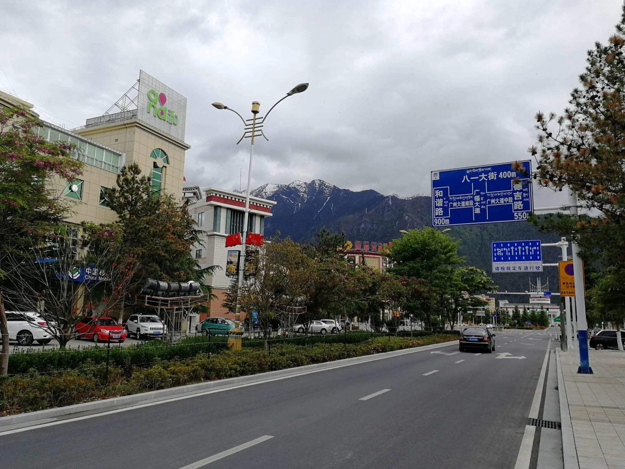 桐树果文章介绍,桐树果文章