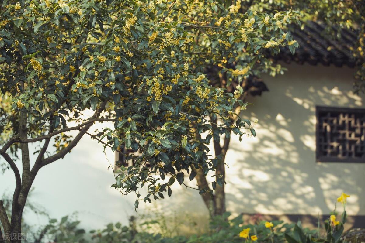 桂花树什么时候栽易活,桂花树枝繁叶茂开花少