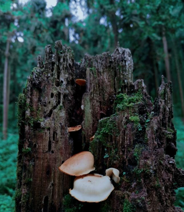成都徒步原始森林好去处推荐,成都周边徒步森林公园推荐