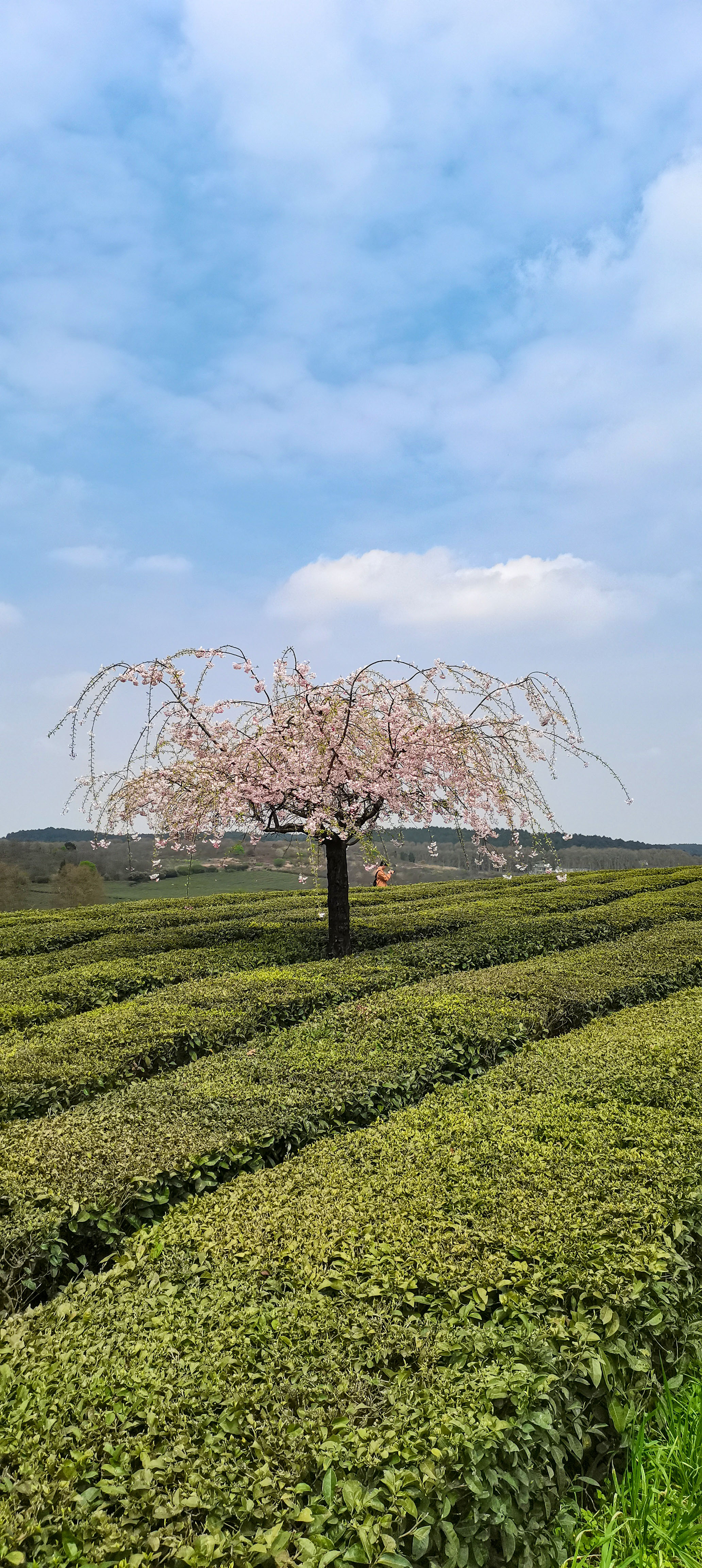 贵阳羊艾茶园风景,贵阳市羊艾茶场地址