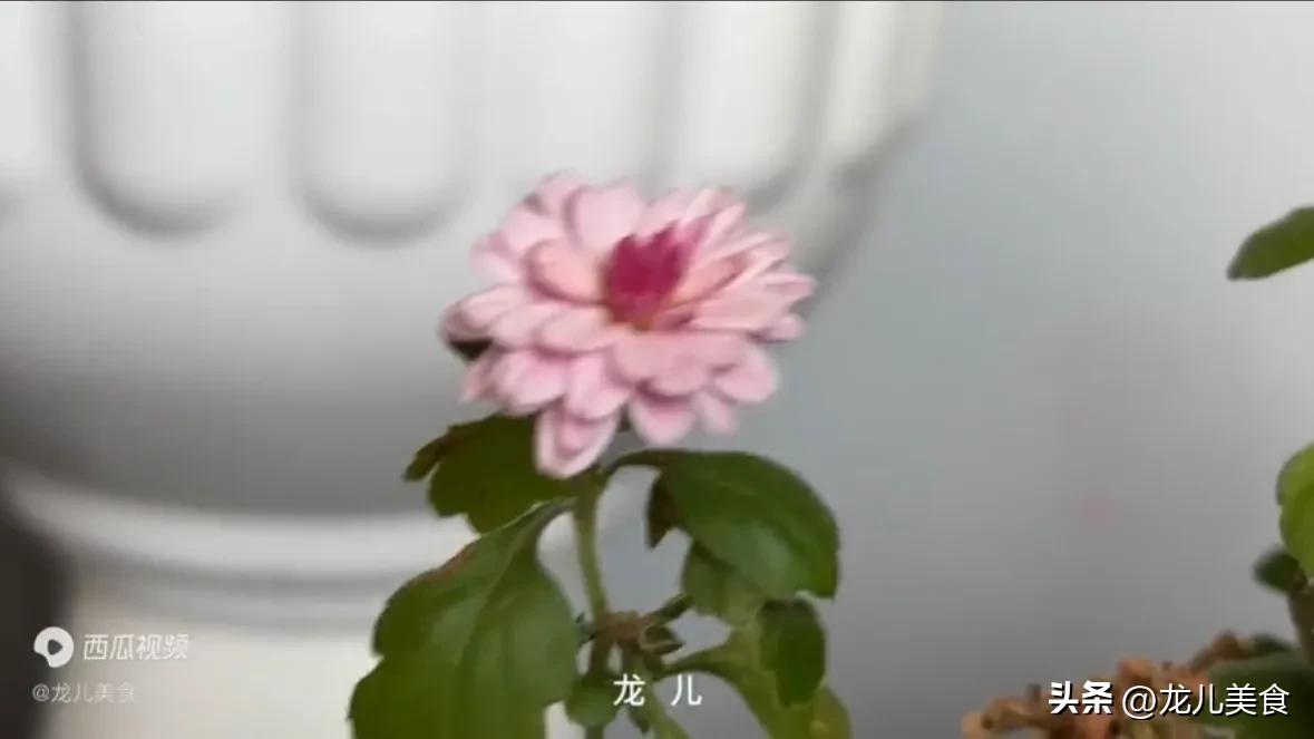 酵母粉养花的小技巧,酵母粉养花啥原理