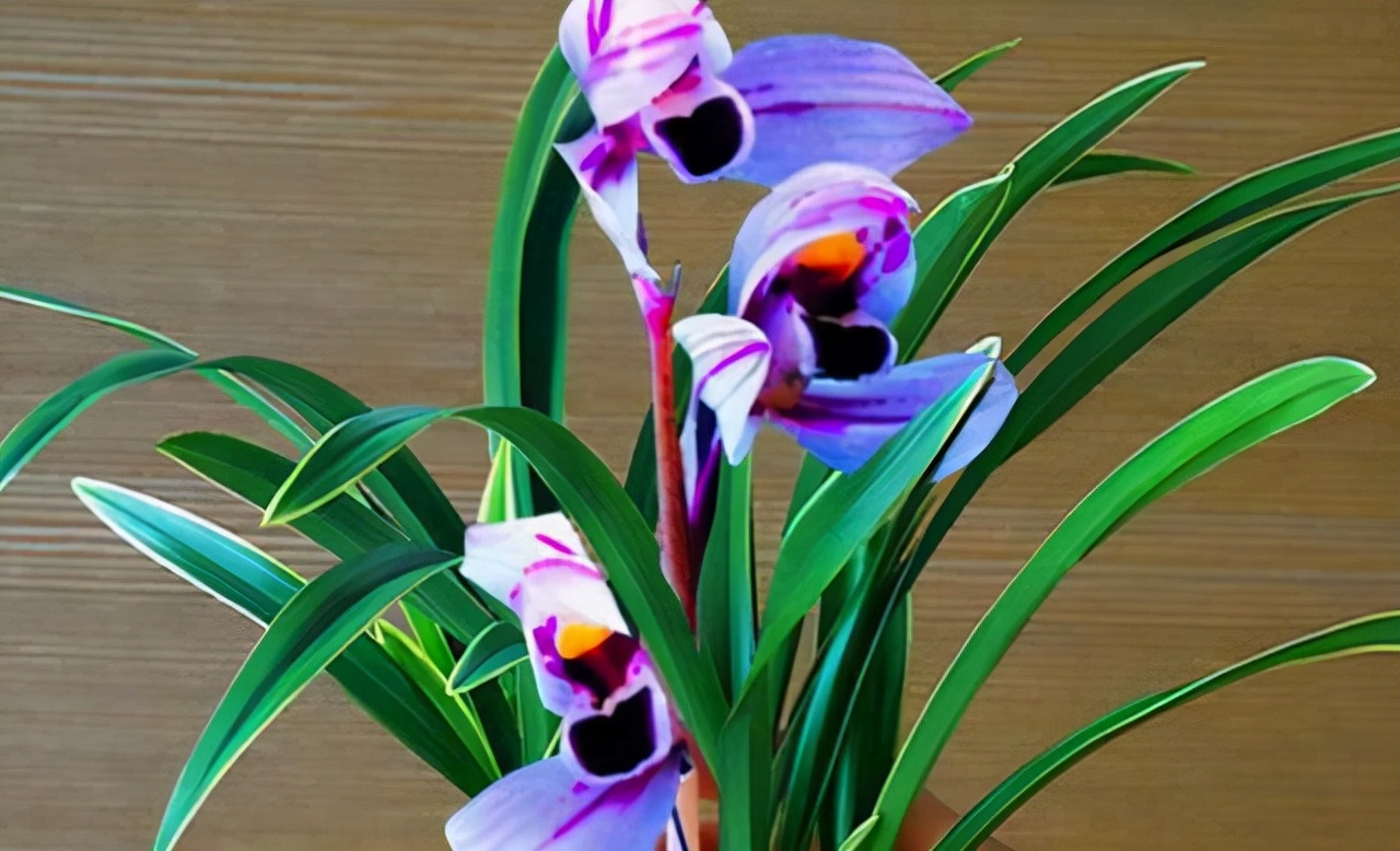 建兰花开富贵好养吗,建兰富贵红荷简介