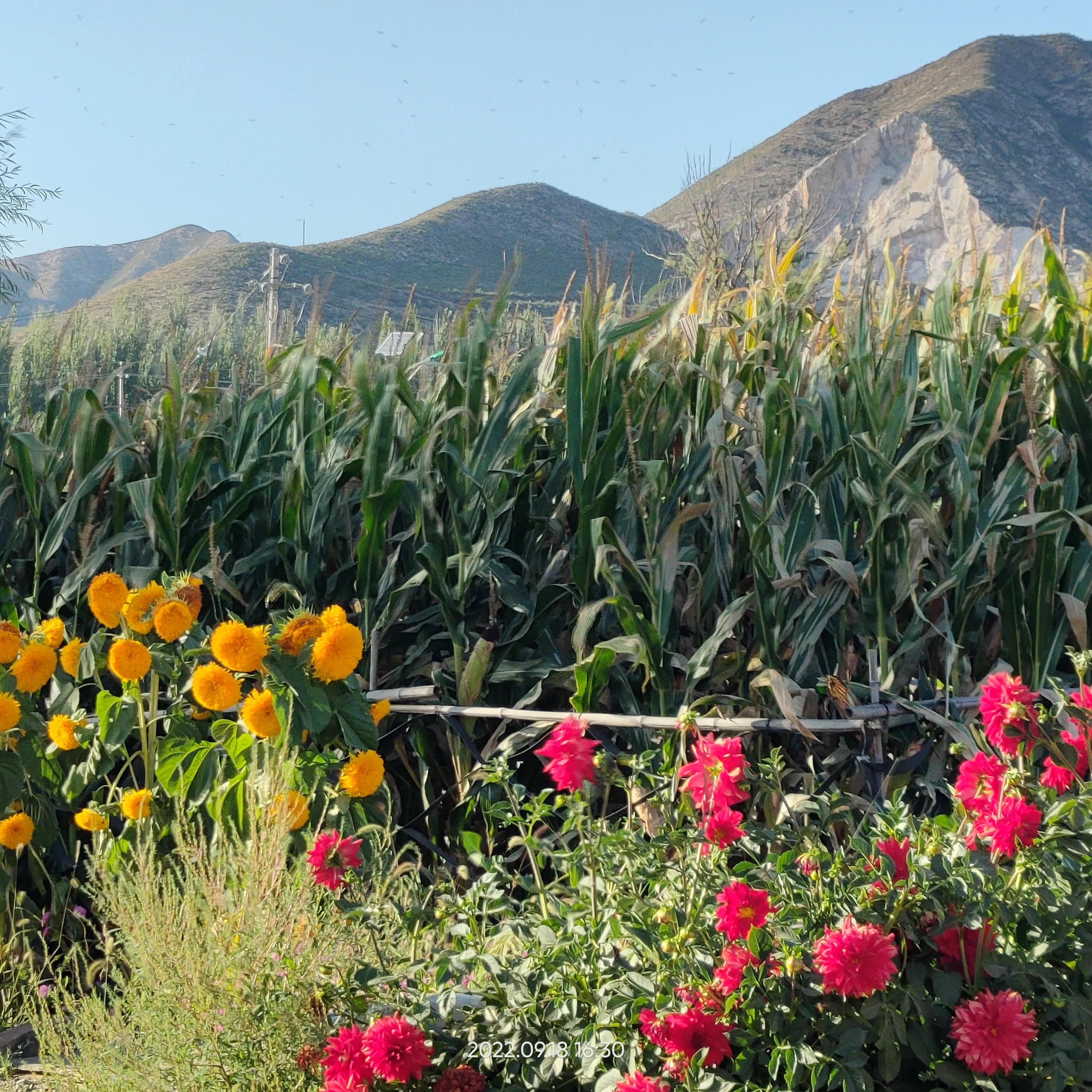 寮犲鍙ｅ競瀹ｅ寲鍘挎潕澶т汉搴勬潃浜烘,瀹ｅ寲鏉庡ぇ浜哄簞鍦板悕鏉ュ巻