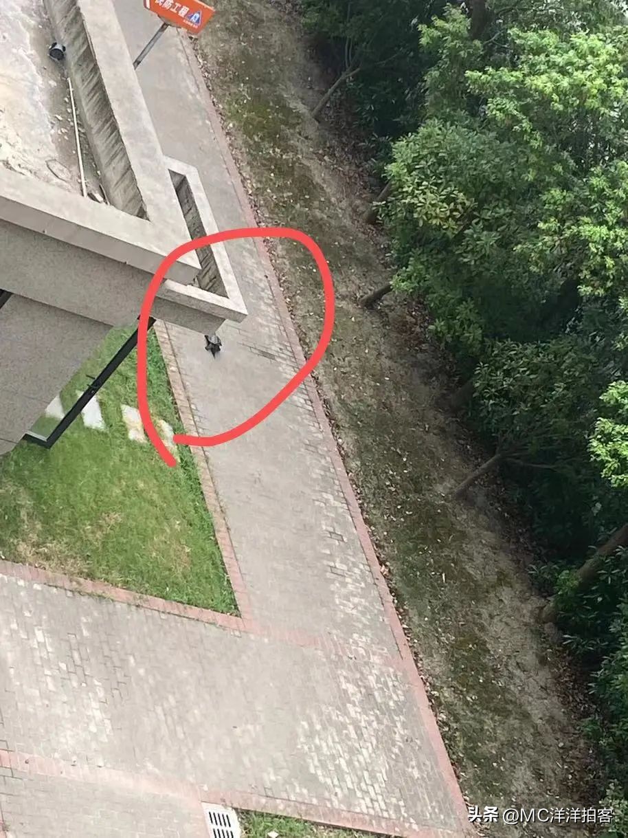 鳄龟逃跑又找回来了怎么办,鳄龟在院子里跑出去了找不到咋办