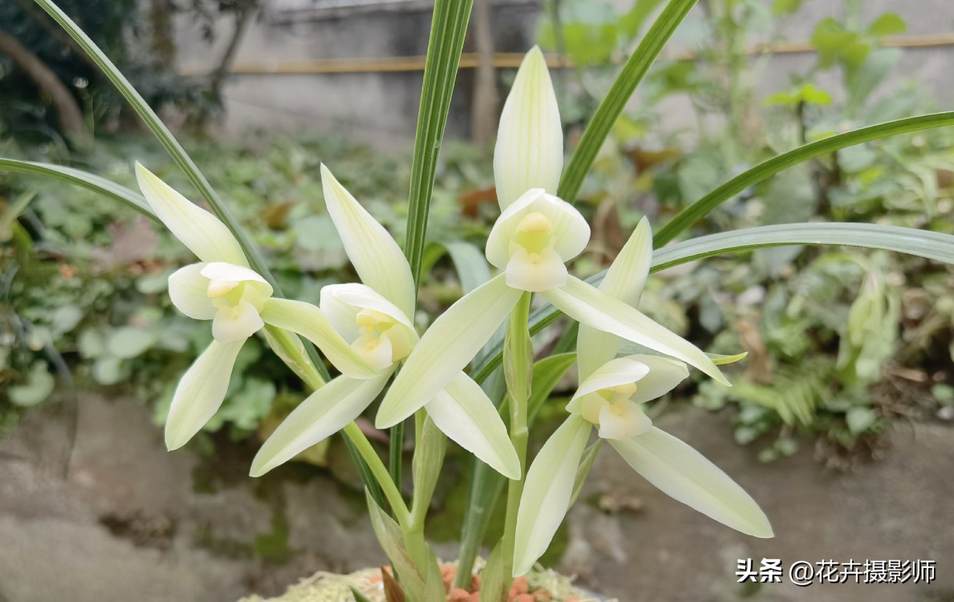 云南新发现的无叶兰花,云南发现一株顶级兰草