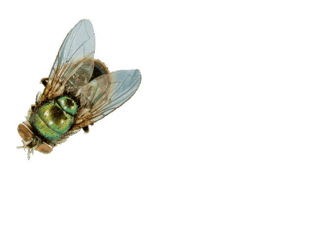 活蛆的另类妙用?一战时用蛆清创,几百条蛆曾挽救即将截肢的病患