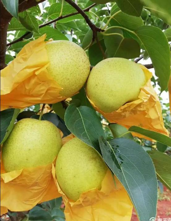 石家庄正定县十大特产,河北石家庄特产清单图