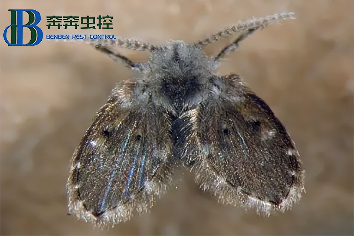卫生间的蛾蠓哪来的,卫生间有很多蛾蚋怎么办
