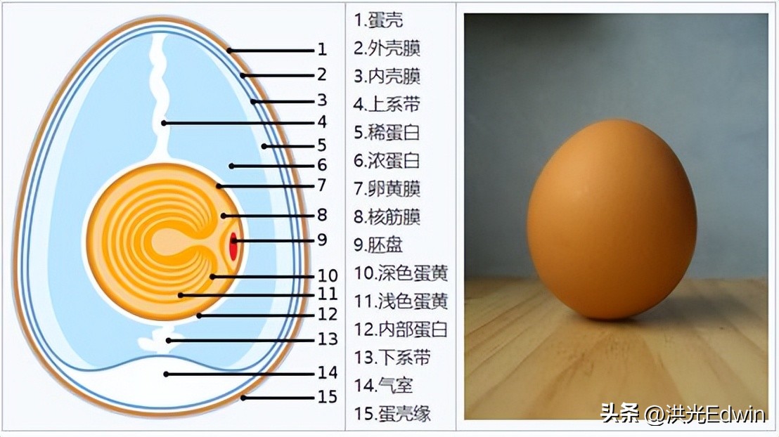 母鸡的蛋天天被拿走它不会生气吗,鸡蛋被拿走母鸡为什么不生气