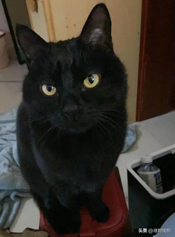 晋江市寻找黑猫,苏州黑猫最新寻猫启事