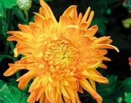 清雅花卉园艺景观,意境清雅的花草