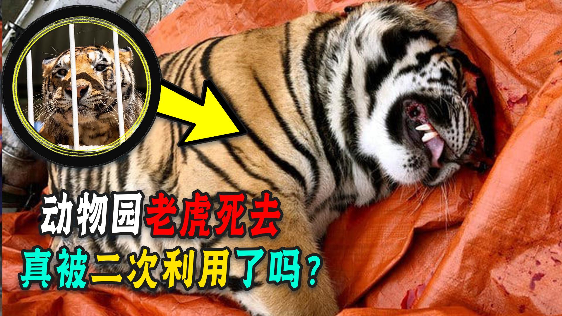 动物园老虎死后的尸体,动物园老虎死了是怎么处理的