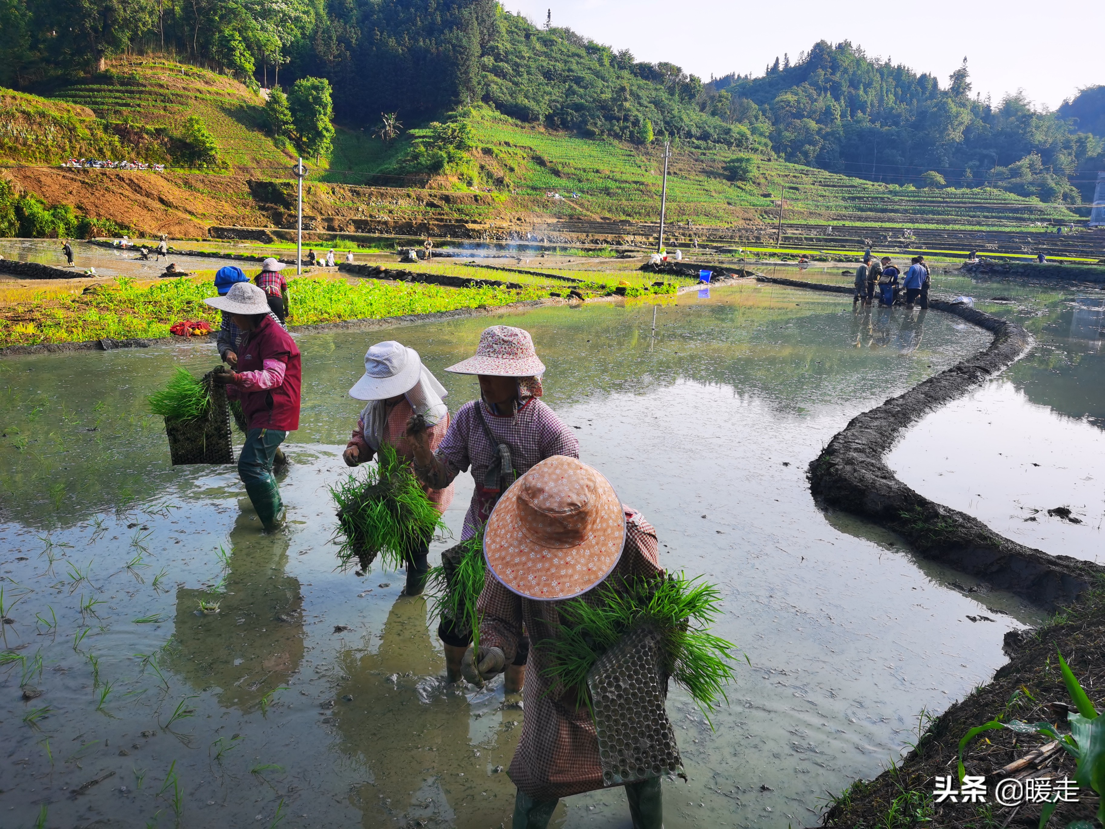 广西农民种田,乡村种田的生活视频