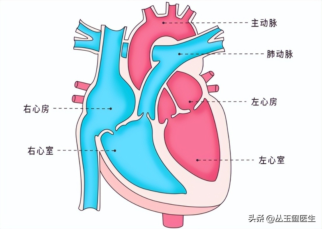 心血管疾病尿毒症,尿毒症最常见的心血管表现