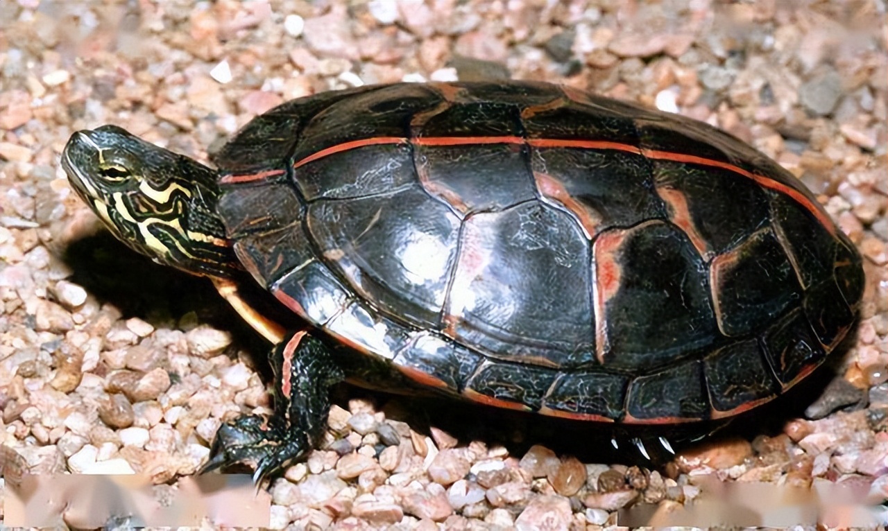 宠物乌龟饲养视频,宠物乌龟饲养方法