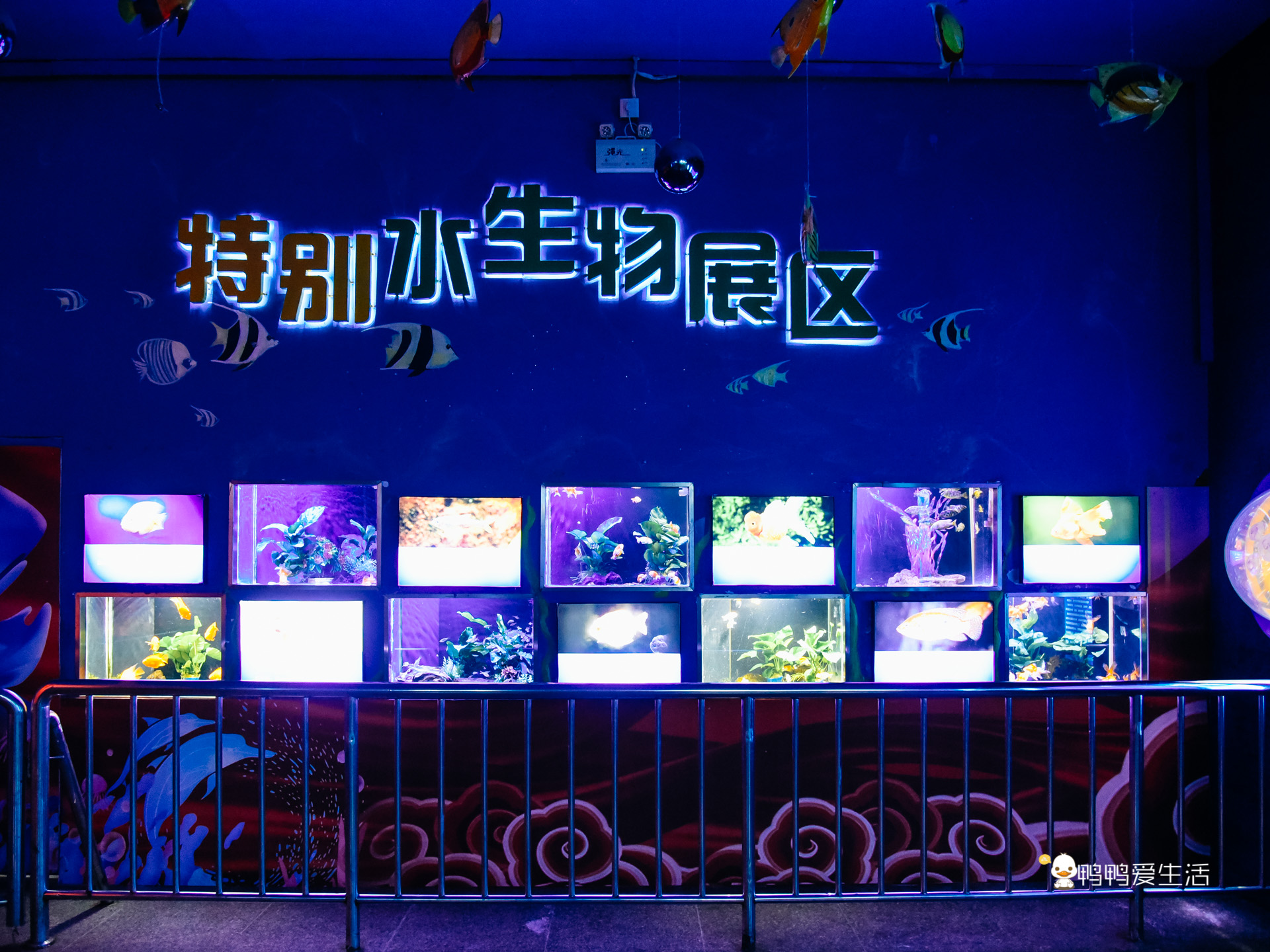 厦门鼓浪屿海底世界的抹香鲸,厦门鼓浪屿亲子旅游攻略