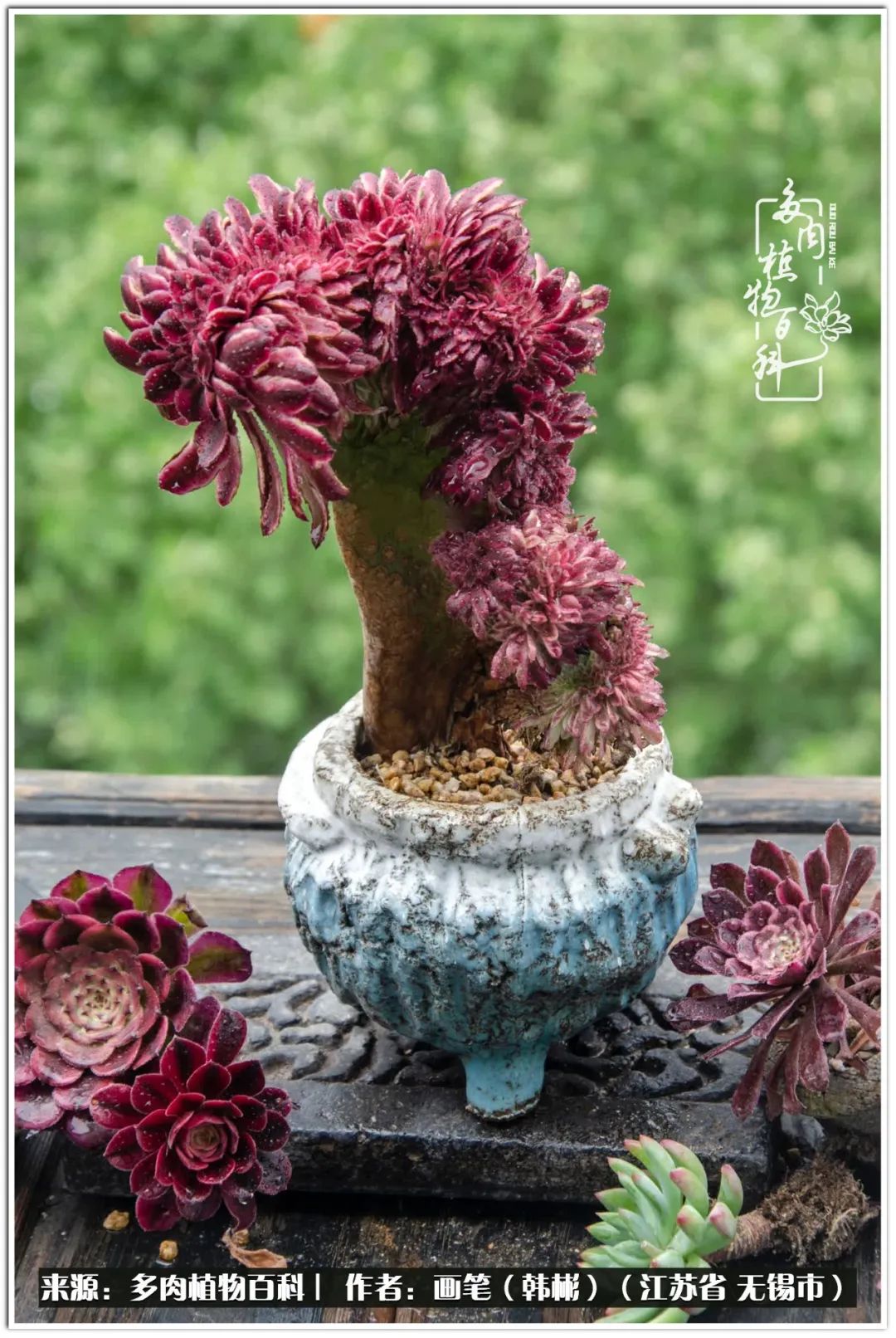 盆景多肉常遇到的问题,多肉盆景无穷小