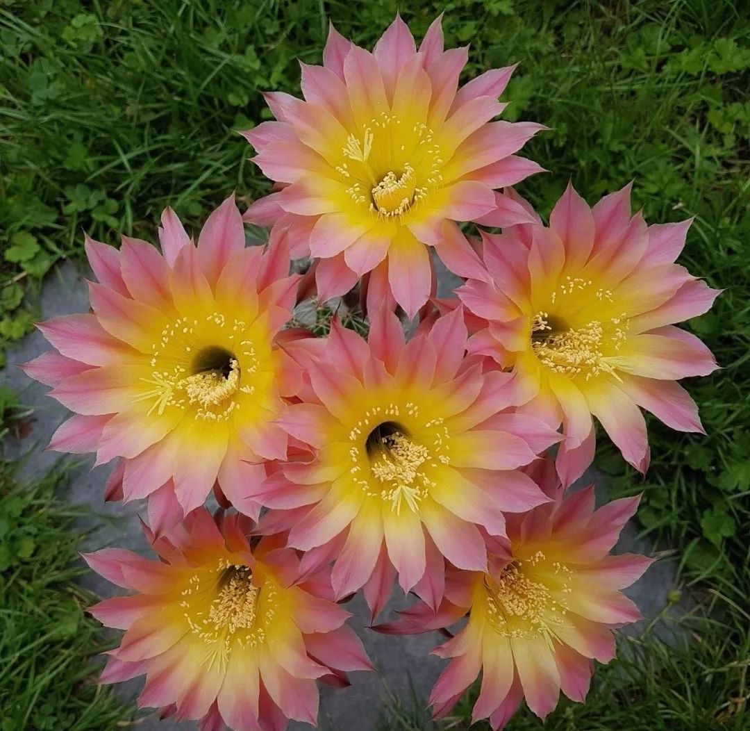 200种·仙人球开花图鉴，大开眼界，美到爆