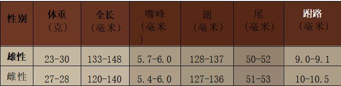 金丝燕科普视频,金丝燕的介绍