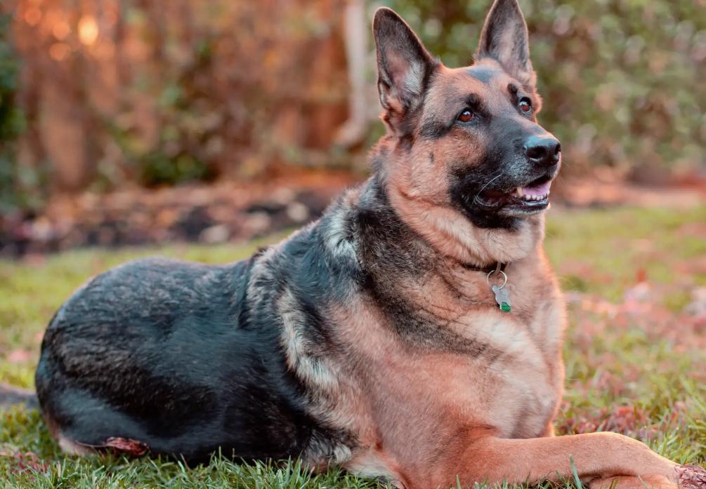 告诉狗狗秘密,告诉你一个秘密养猫就要养暹罗猫