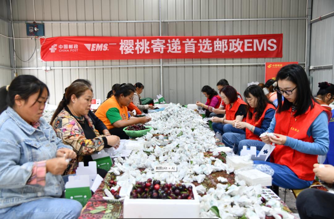 “山里红”樱桃甜又甜——“新农人”任素茂奋斗创业背后的邮政故事