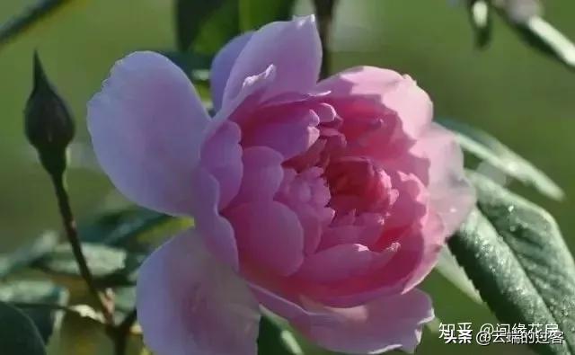 1到99朵玫瑰的含义图片,1到99朵玫瑰花语是什么