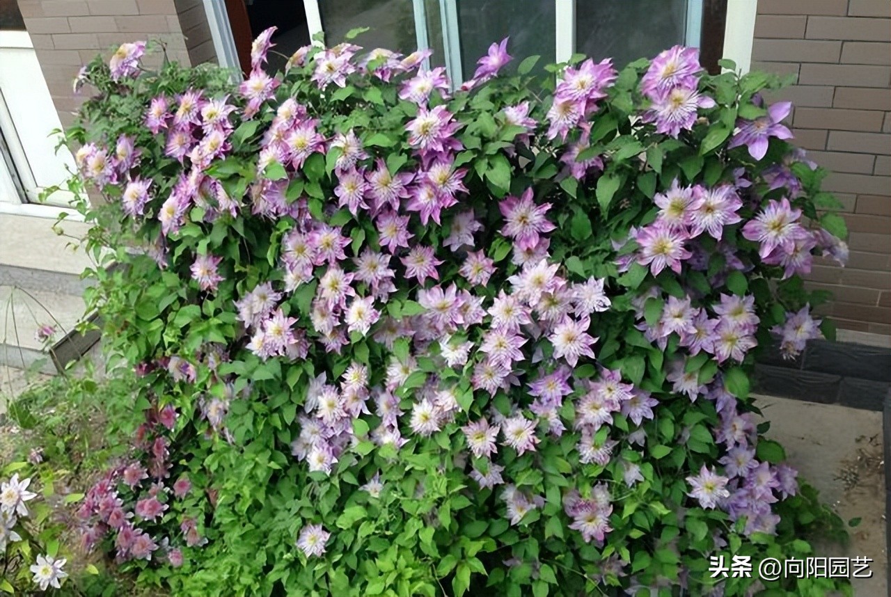 怎么才能买到品种好的铁线莲,包邮区适合种的铁线莲品种