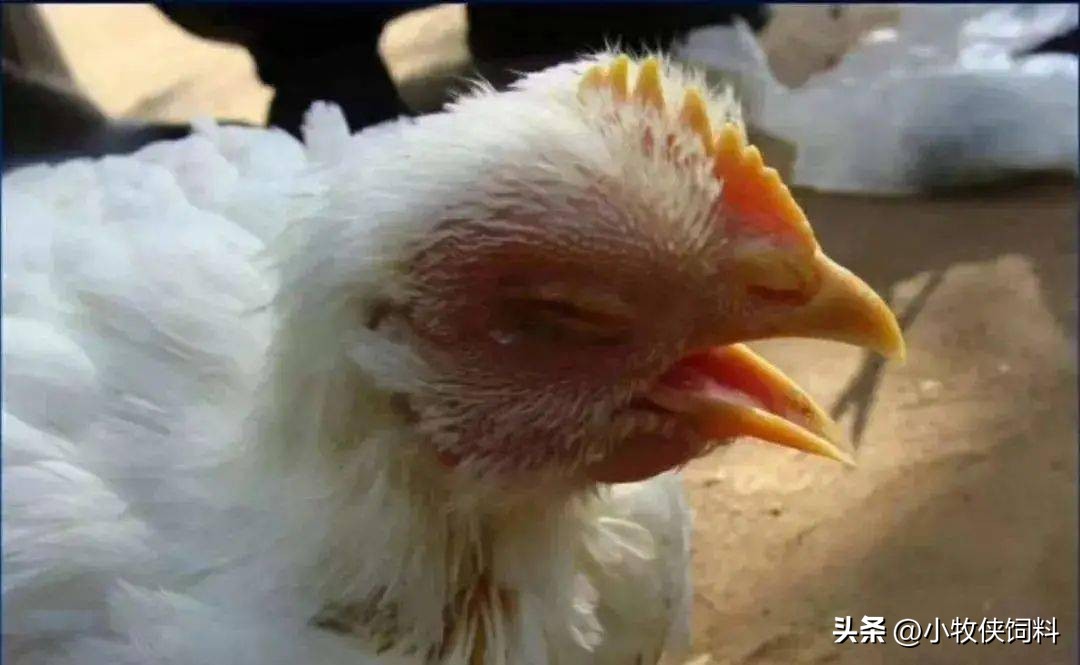 鸡传染性支气管炎用什么药？鸡传染性支气管炎的症状及治疗方法！