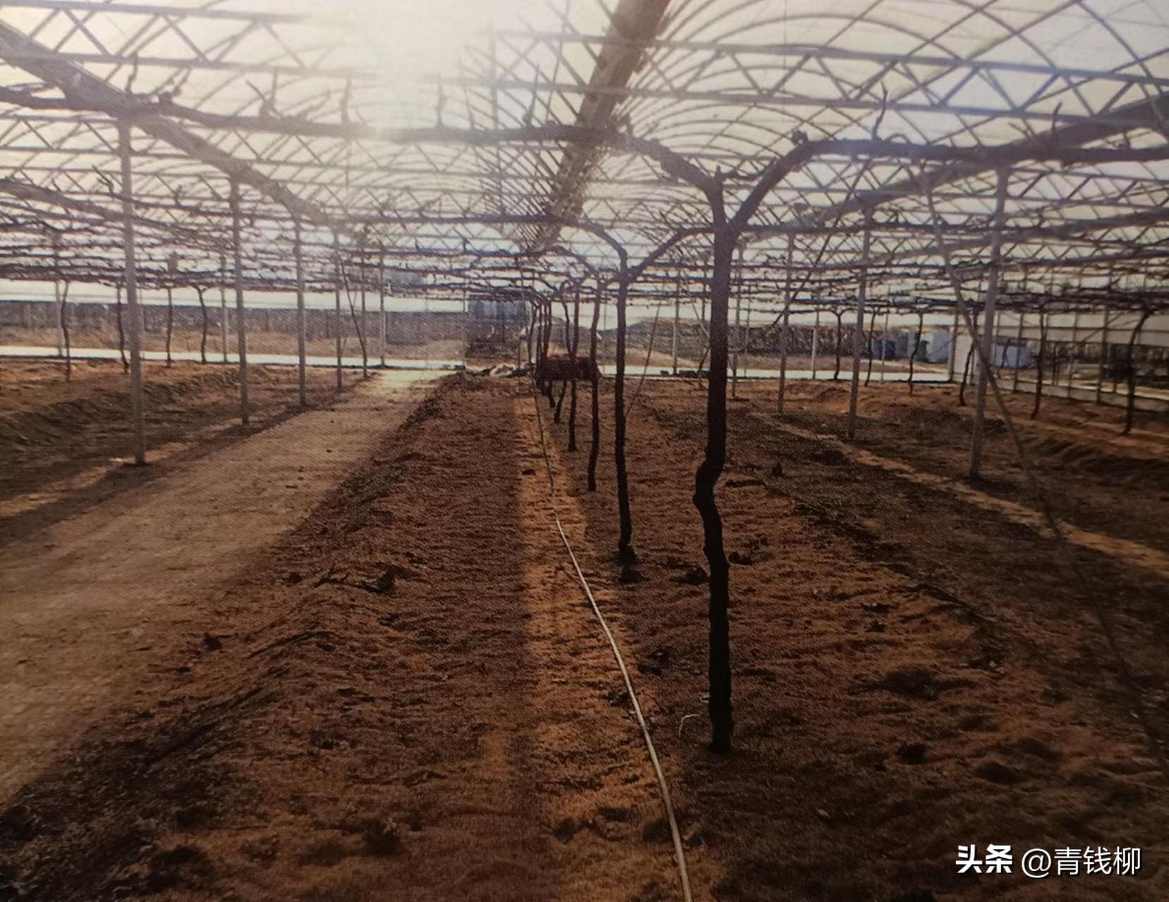 阳光玫瑰葡萄种植土处理,种阳光玫瑰葡萄怎样改良土壤