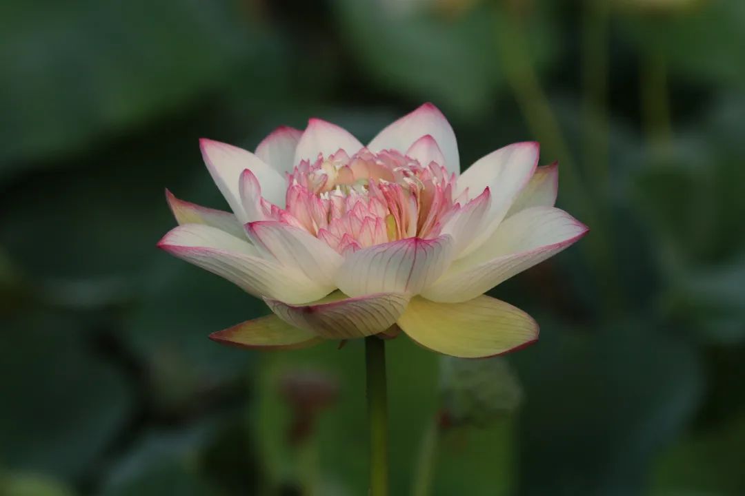 绝美的荷花品种大全图集,超好看荷花品种大型荷花