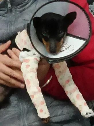 医院怎么给狗狗治疗骨折,如何治狗骨折