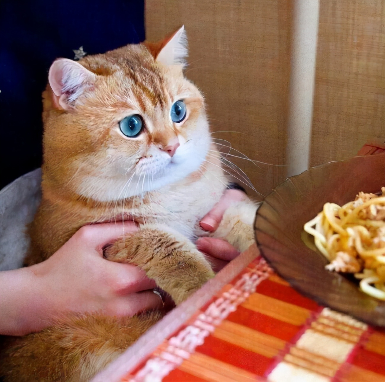 英短金渐层猫的缺点,英短猫的通病