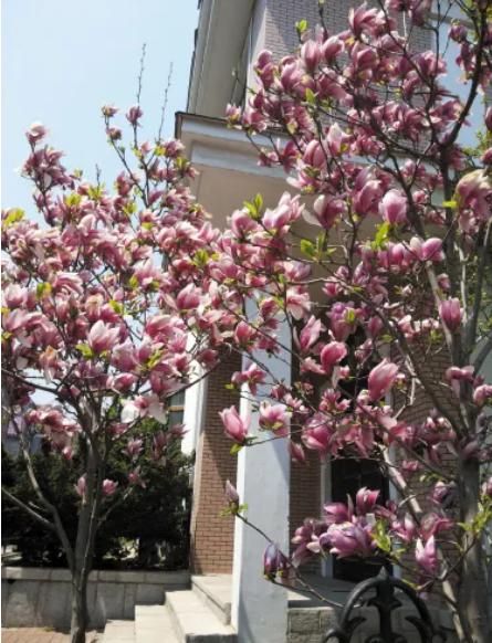 18种花卉的种子,100种最好养又好看的花