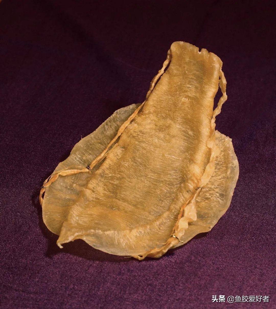 金钱鳘鱼胶行业中有鱼胶之王称号,最好的鳘鱼胶