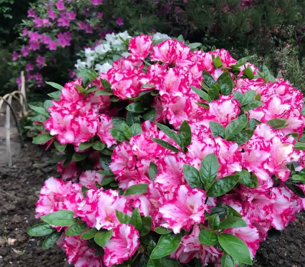 适合小院养的好看又常开花的花,院子里好养的花四季开花