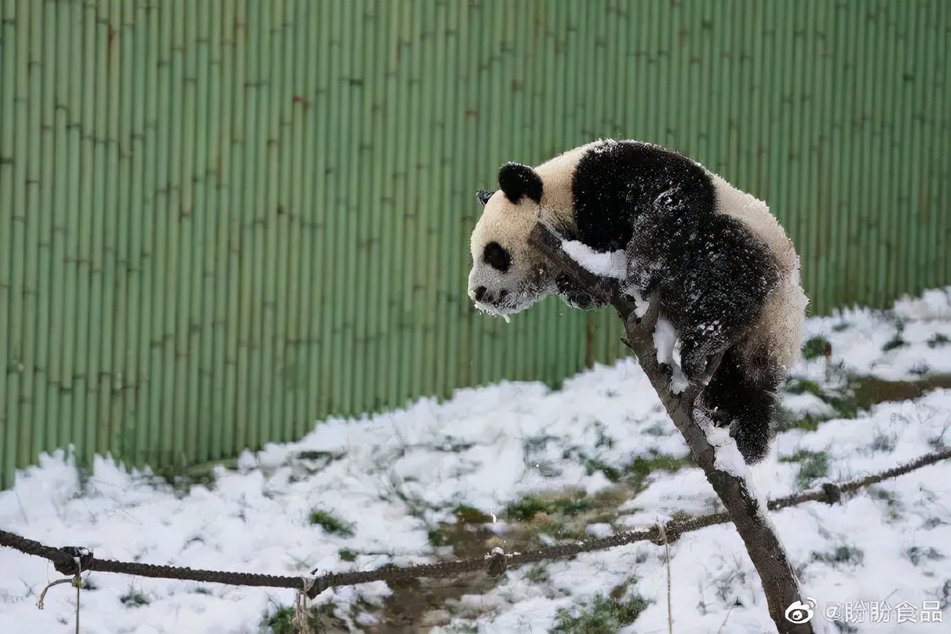 空手套白狼最高境界是什么,什么叫空手套白狼视频