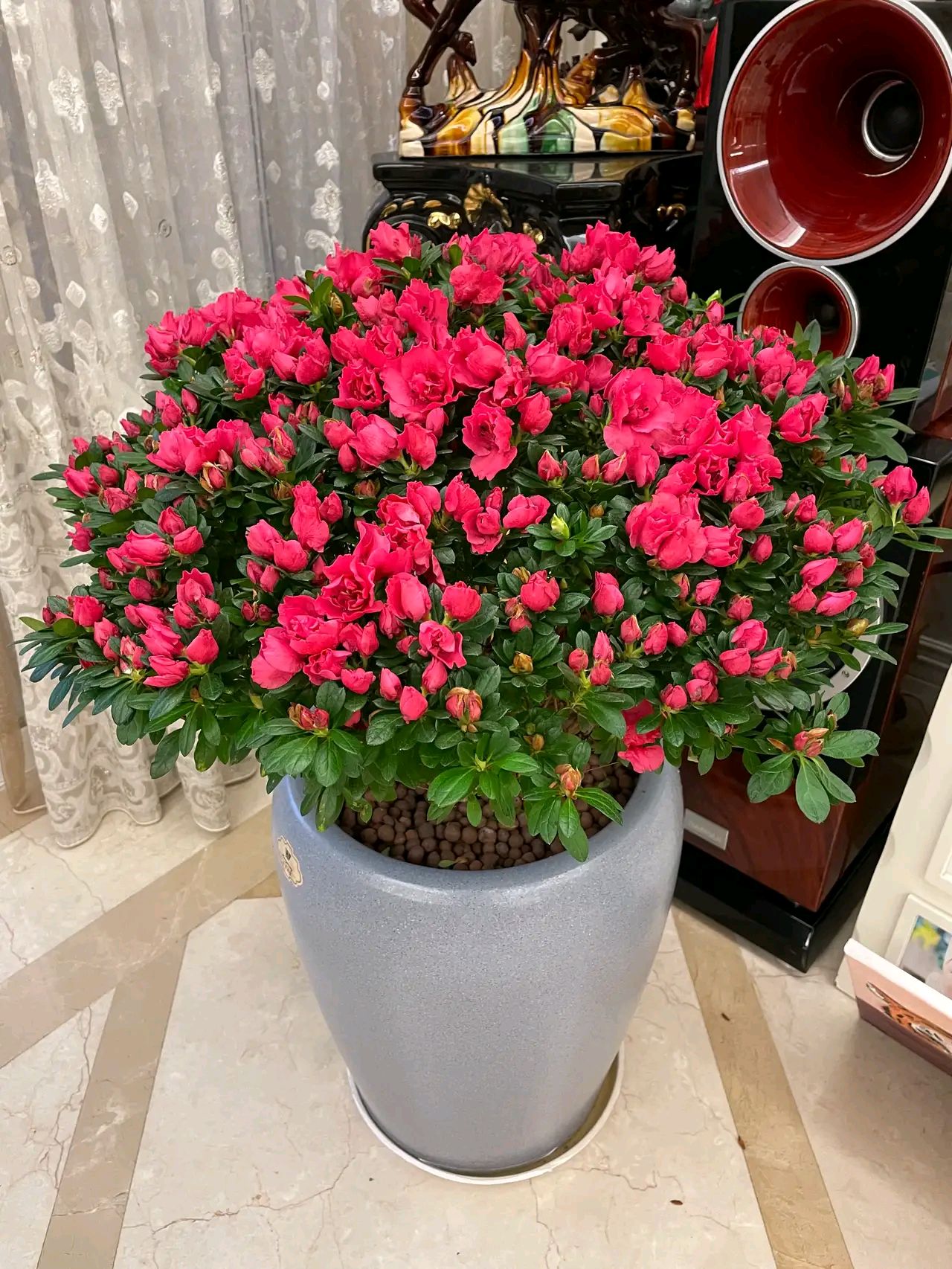 室内养花除虫小妙招,养花生虫最好的方法