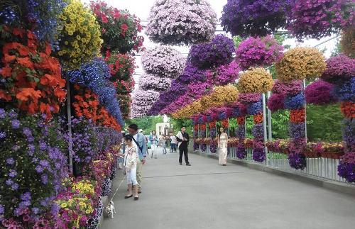 满心欢喜郁金香,痴情郁金香